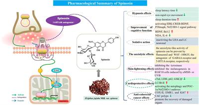 Frontiers | The pharmacology, pharmacokinetics, and toxicity of